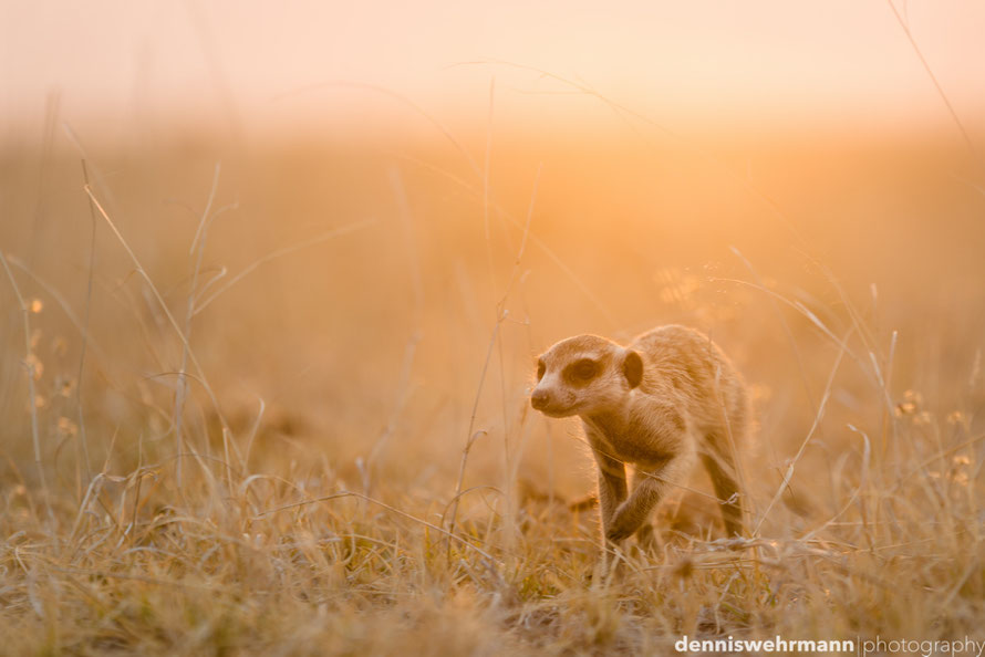 meerkat during sunset at the edge of the makgadikgadi pans in botswana, the largest salt pans of the world... 200mm; f4; 1/200 sec.; iso 100