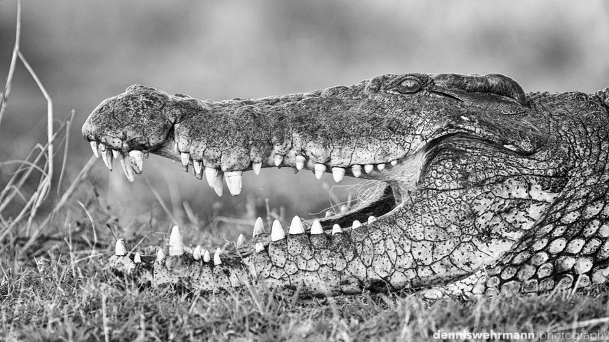 crocodile on the sedudu island, chobe national park botswana... d610; 300mm; f2.8; 1/160 sec.; iso 200