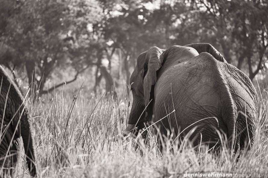 elephant in the okavango delta botswana africa