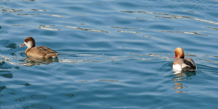 Couple of ducks / Photo de Crystal Jones