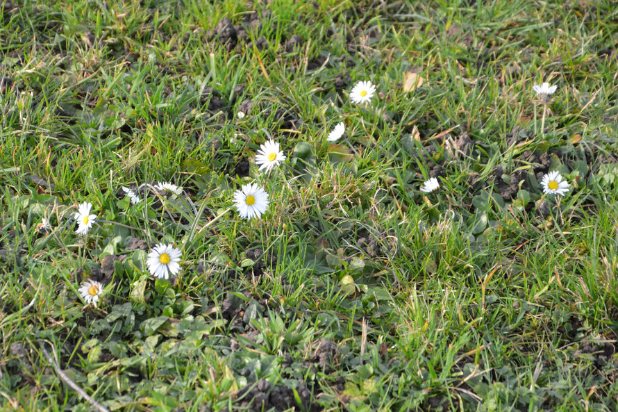 Der Frühling ist im Anmarsch.