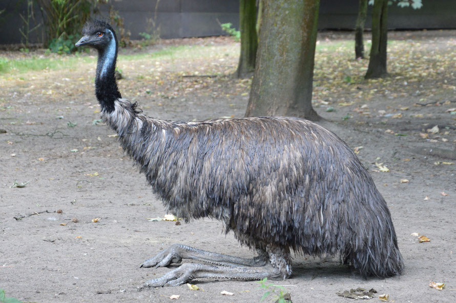 ein EMU