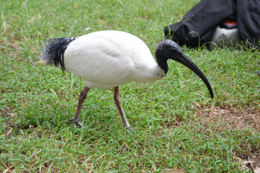 a lot of us are the first time in Australia and dont know this nice birds.... safe your food.