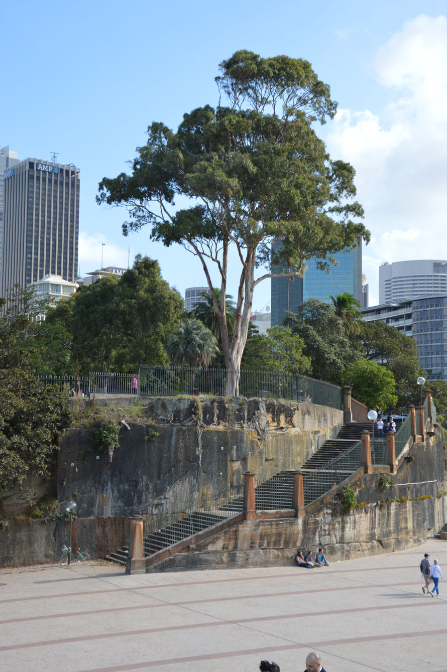 View from the Opera House stairs to the stairs to the botanic Garden, at last without building site.