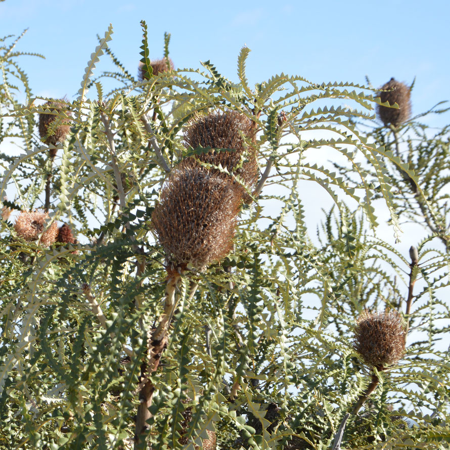 Showy Banksia - Banksia speciosa