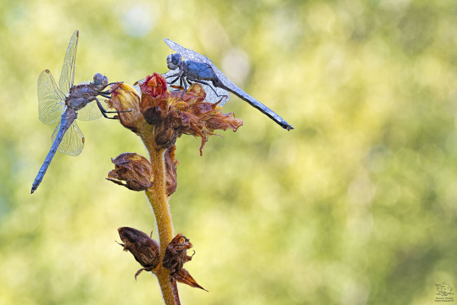 Südlicher Blaupfeil – Orthetrum brunneum