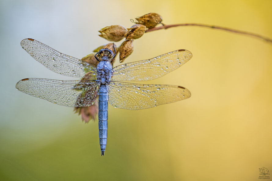 Walilex 135mm f/2.0 / Offenblende - Südlicher Blaupfeil - Orthetrum brunneum