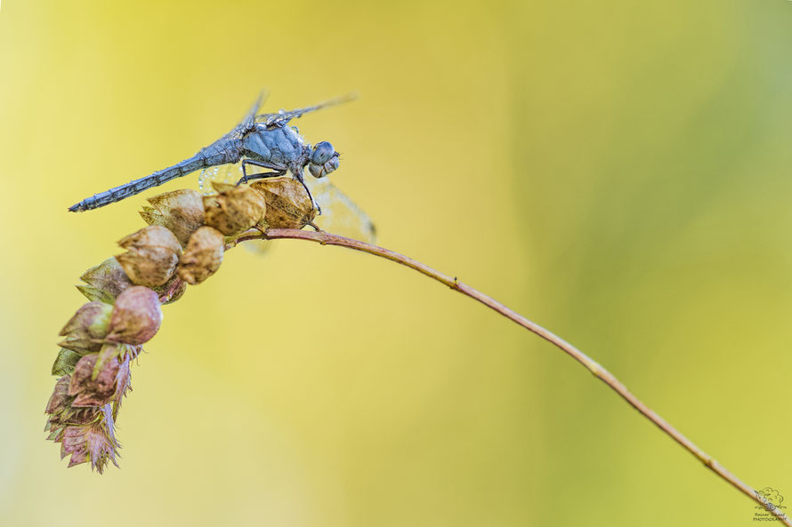 Walilex 135mm f/2.0 - Südlicher Blaupfeil - Orthetrum brunneum