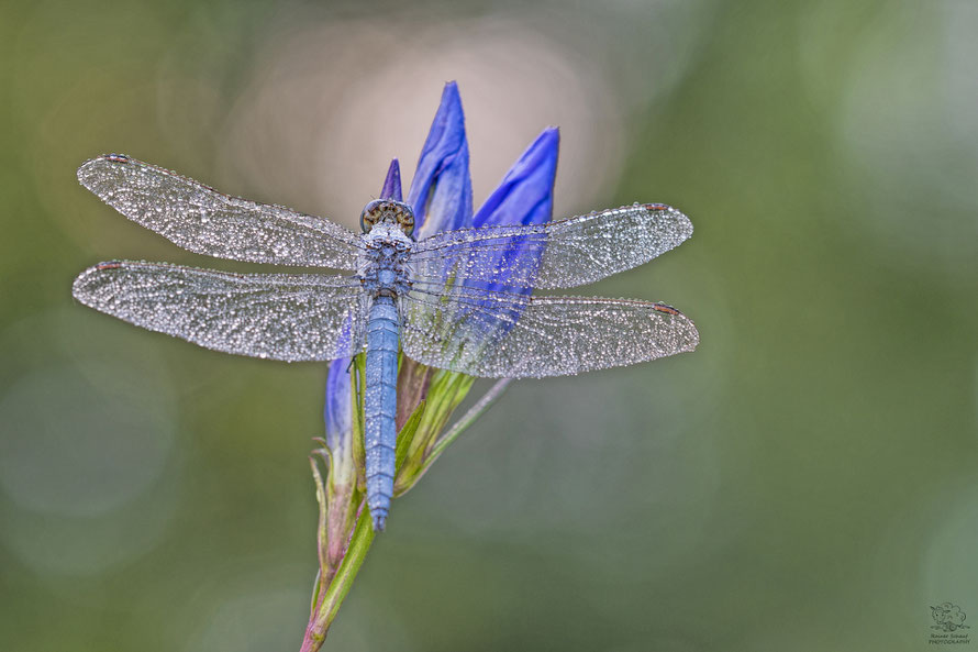 MOG Trioplan 100mm f/2.8 / Offenblende - Südlicher Blaupfeil - Orthetrum brunneum