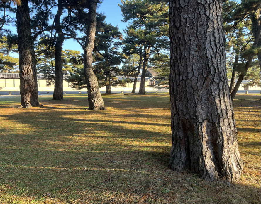 「ちり一つ落ちていない」御苑内は気持が整います。空気がスーッとして清々しい~。高齢の方々が集まってラジオ体操をしていました。御所の周囲は緑化がされ、国民公園「京都御苑」として整備されています。