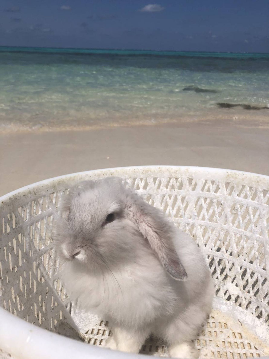 島ウサギもふちゃんは、漂流してきたカゴに入り込んで決め顔をしています。よく見てみると、確かに漂流の形跡があるカゴです。言われないと気付きませんでした。嵐について考えているのかな?