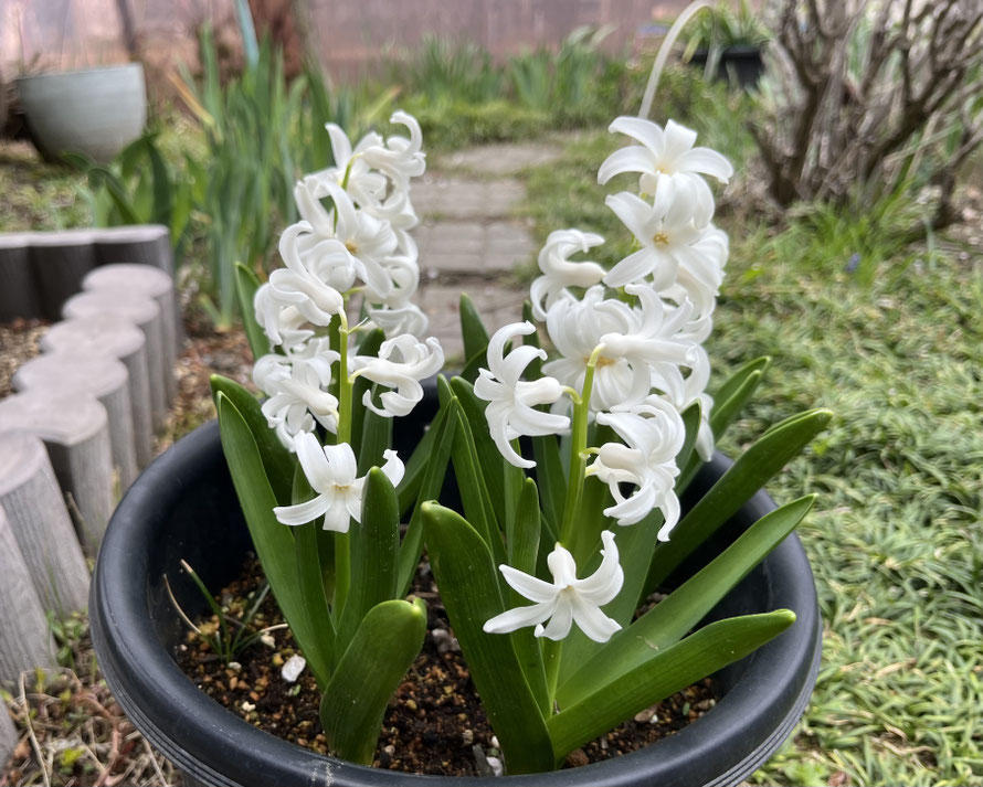 去年、売れ残った芽出し球根を1本50円で買って植えておきました。予想通りとても美しいです。甘い香りも花姿も可憐で気に入っています