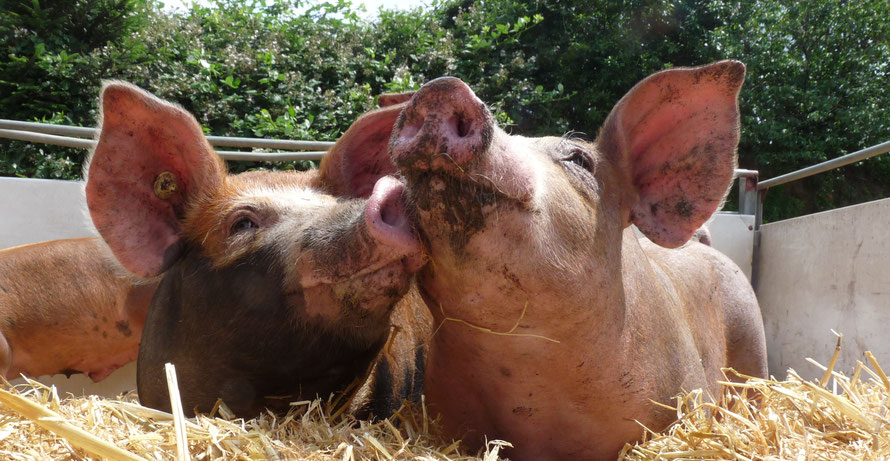 Glückliche Schweine aus der Strohhaltung