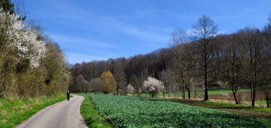 Wanderungen über die Bruchsaler Hügel: Im Rohrbachtal | Foto (c) Dieter Müller