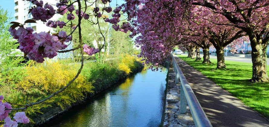 Spaziergang durch Bruchsal: Kirschblüte in der Bergstraße | Foto (c) Dieter Müller. Wenn die Kirschen blühen, gibt es keinen schöneren Platz in Bruchsal.