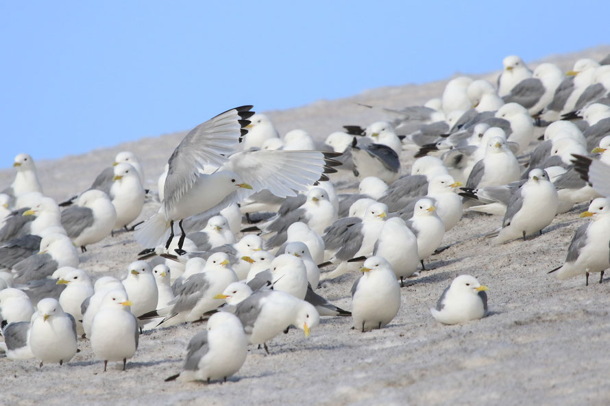 Mouettes tridactyles