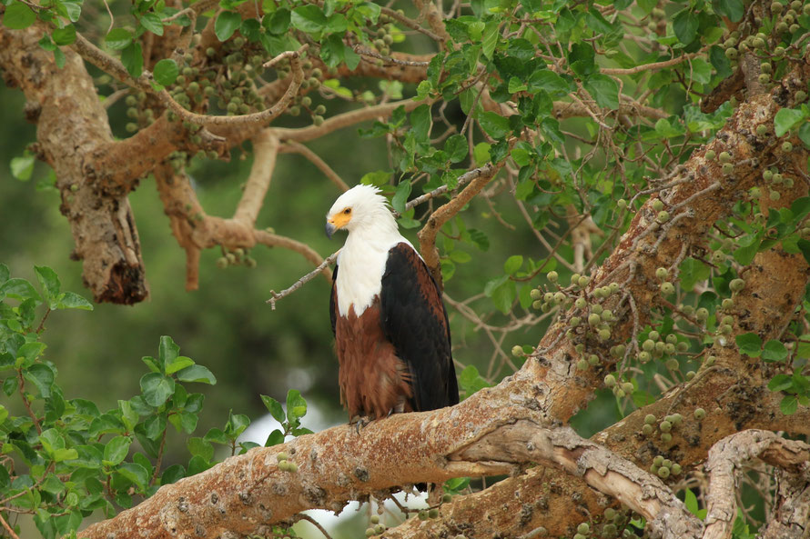 Aigle pêcheur africain