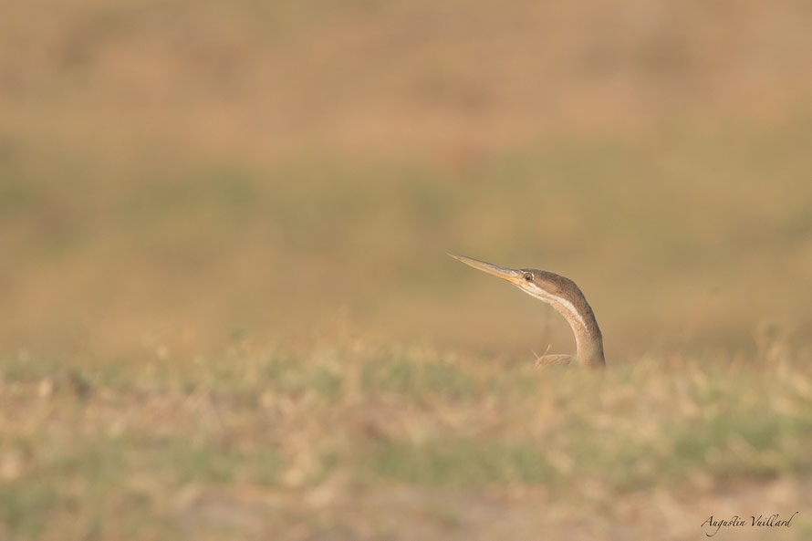 L'oiseau serpent 