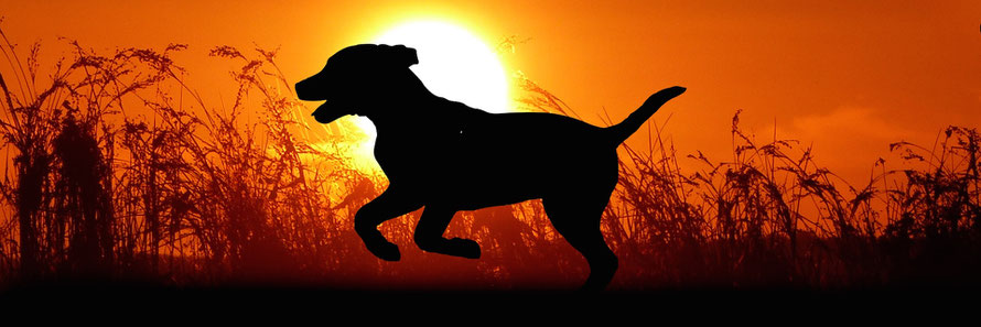 Hund Entlaufen Tiersuchhilfe Munchen Tiersuche Suchhunde Co