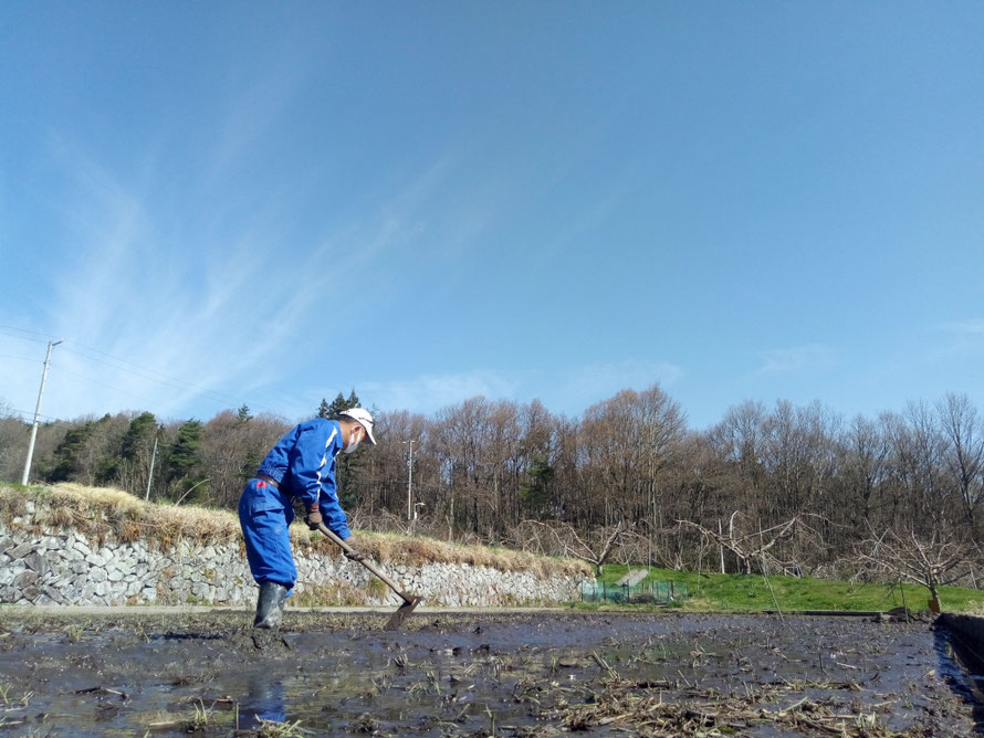 苗床作りはクワを使って人力作業です