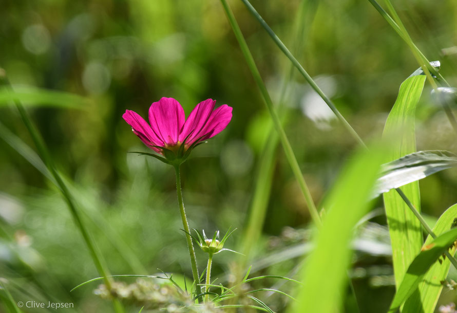 Ein Farbtupferl im Grün der Wiese