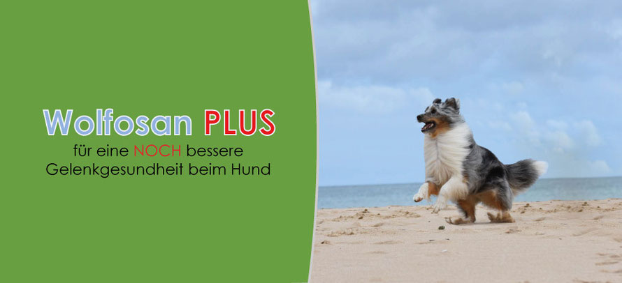 Über Wolfosan PLUS WolfsConcept für den Wolf in Ihrem Hund