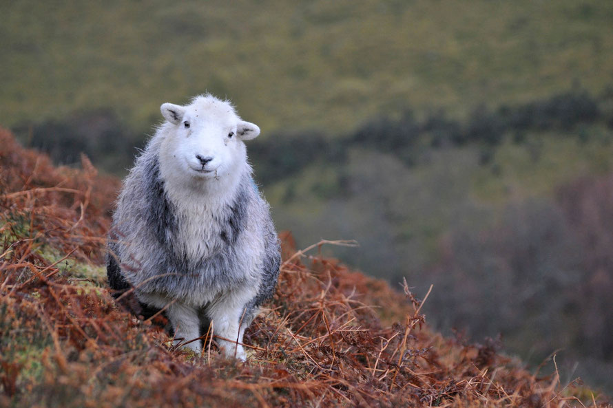 Bald bei uns im Shop: Herdy, das Original-Herdwick-Schaf