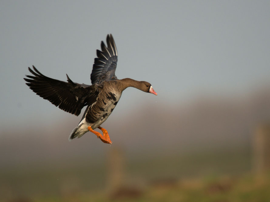 Blässgans, auch Blessgans (Anser albifrons)