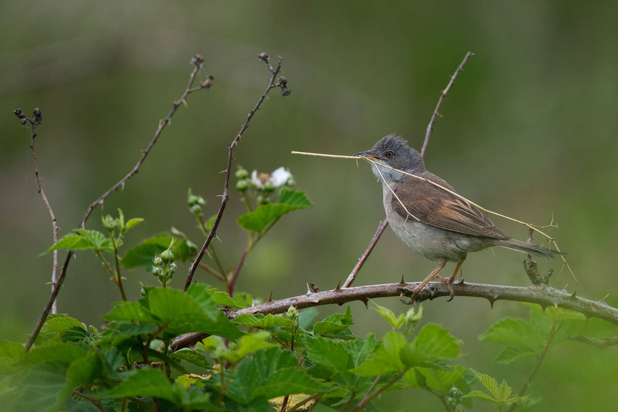 Dorngrasmücke (Sylvia communis)