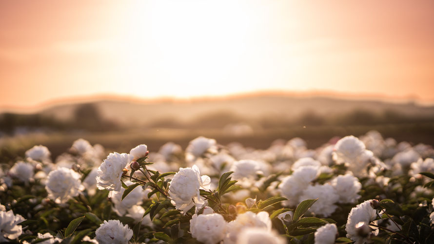Sprachlicher Anschauungsunterricht mit einer Blume, die ihresgleichen sucht.