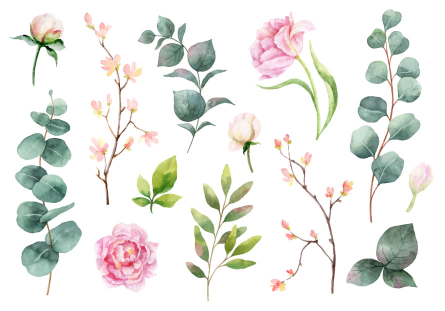 Eine Aquarellstudie über die Pfingstrose