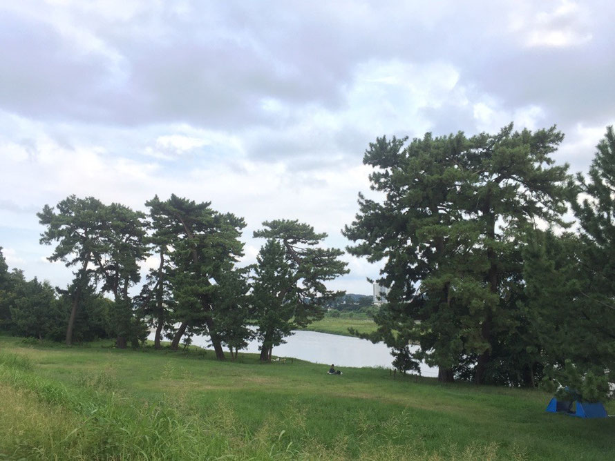 Five pine trees & Tama River Tokyo Komae nature walking refresh tourist spot TAMA Tourism Promotion - Visit Tama 　五本松と多摩川　東京都狛江市　自然　散策　癒し　観光スポット　多摩観光振興会