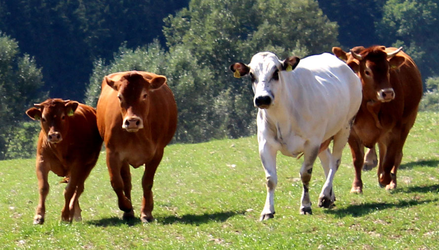 Rindfleisch Verkauf ab Hof-Direktvertrieb-Rindfleisch direkt vom Züchter-Baden-Würrtemberg-BW-Ostalb-Bopfingen-Flochberg 