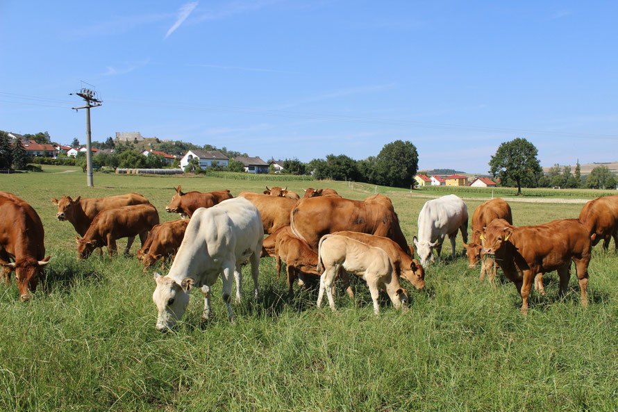 glückliche Rinder mit Kälbern auf der Weide 