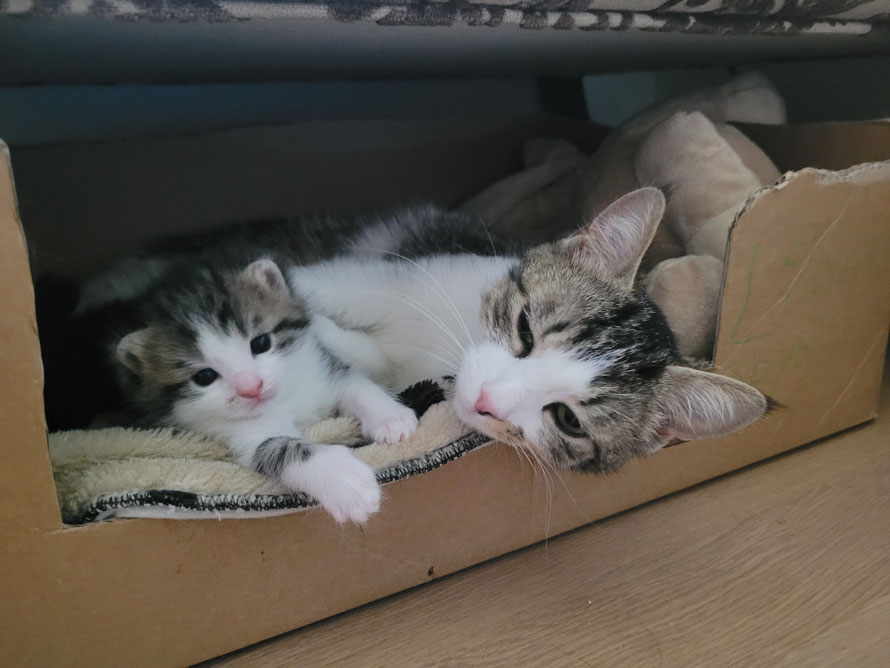 Lilo mit Jungem