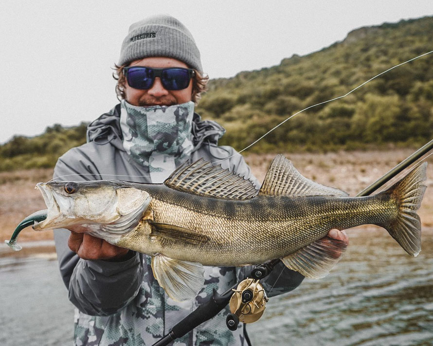 Zander on a Megabass Magdraft 6'' Swimbait