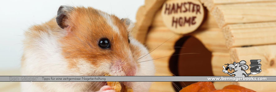 Hamsterschlafhaus, Schlafhaus für Goldhamster, Hamsterhaus, Hamsterwissen, Goldhamsterhaus, GoldhamsterHaltung, GoldhamsterKaufen, benNager, Tierschutz, Nagetiere, www.bennagerbooks.com
