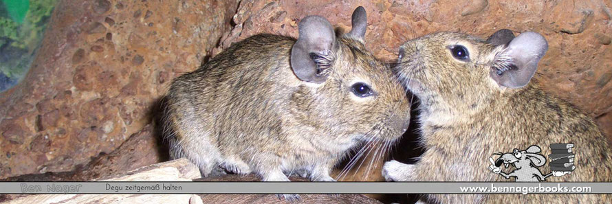degu baby kaufen, Degus als haustiere, degus kaufen, degu haltung, degus kaufen deutschland, degus kaufen schweiz, degu kosten, degu preis, degu buch, octodon degus, Strauchratte, BenNagerBooks, Tierschutz, Nagetiere, Heimtierhaltung