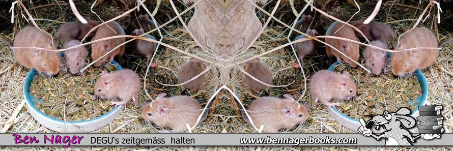 13 Vorausetzungen vor dem Degukauf, Degu kaufen, Degu Haltung, DeguBuch, Octogon degus, Degukäfig, Tierhaltung, Haustiere, Nagetiere, Tierschutz, Bennagerbooks.com