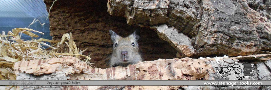 woKannIchDegusKaufen, deguKaufen, woGibtEsDegus, degusWo, woDegusKaufen, woNagetiereKaufen, woBekommtManNagetiere,BenNager, bennagerbooks, octodon, degu, strauchratte, tierschutz, tiergerecht