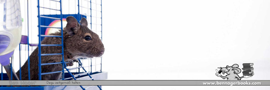 Degu Kaefig, Degu Kaefig kaufen, Degu Käfig Einrichtung, Degu kaufen, Degu Haltung, Degukäfig Gehegegrösse, süsse Degus, Deguwissen, Deguterrarium, Nagerterrarium, Nagarium, Nagetier, Tierschutz, Ben Nager