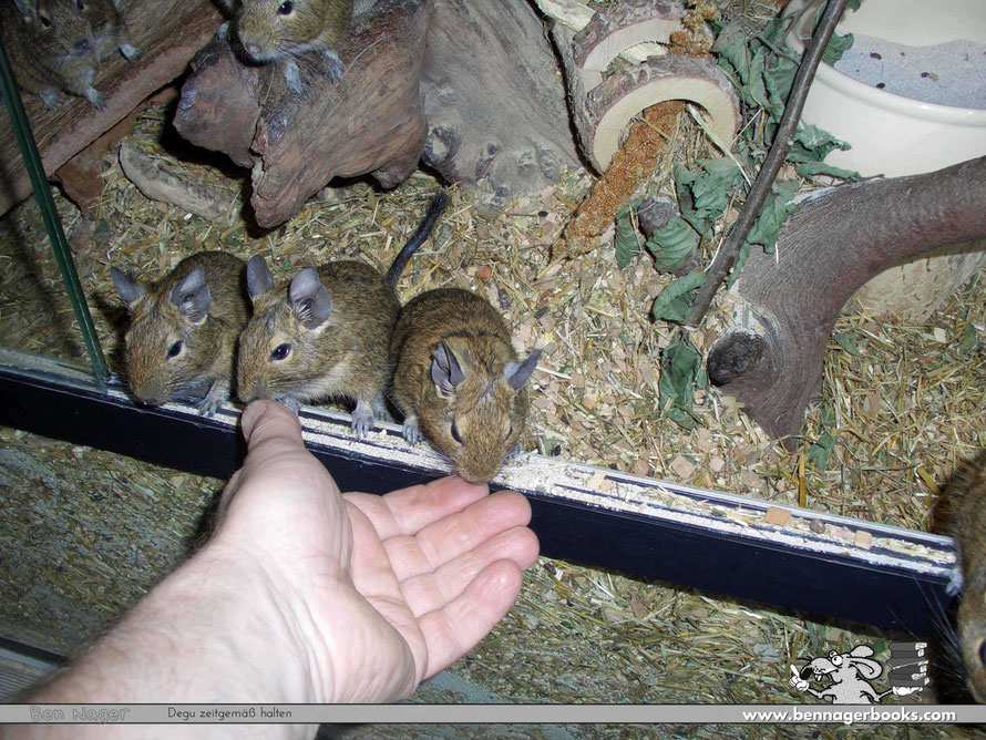 Octodon degus, Degukaefig kaufen, Degugehege, Nagerterrarium, Degu Haltung, Degu zahm, Ben Nager, Tierschutz, Nagetiere,