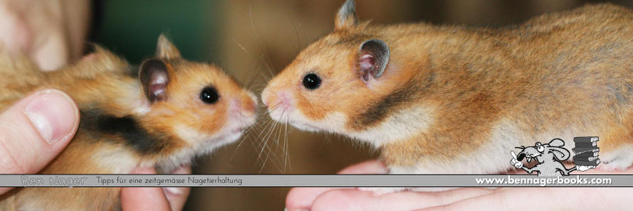 wieviele Goldhamster halten, GoldhamsterHaltung, GoldhamsterKaufen, GoldhamsterZucht, benNager, Hamsterliebe, Tierschutz, Nagetierhaltung, www.bennagerbooks.com