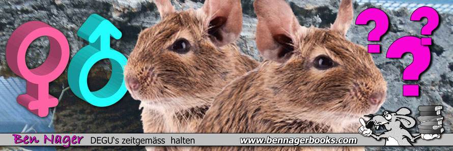 Degu Geschlechtsbestimmung, wie geschlechtunterschied degu, degus, octodondegus, strauchratte, trugratte, nagetiere, säugetiere, degutier, deguskaufen, degushalten, degugeschlechtsbestimmung, degusteckbrief, degupreis, bennager, bennagerbooks, tierschutz