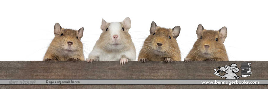 Degukäfig, die richtige Degukäfiggrösse, Degukäfig kaufen, Degu kaufen, Degu Haltung, Degu tiergerecht, Degu artgerecht, Nagarium, Degu Terrarium, Nagerterrarium, Nagetiere, Säugetiere, Tierschutz, Ben Nager