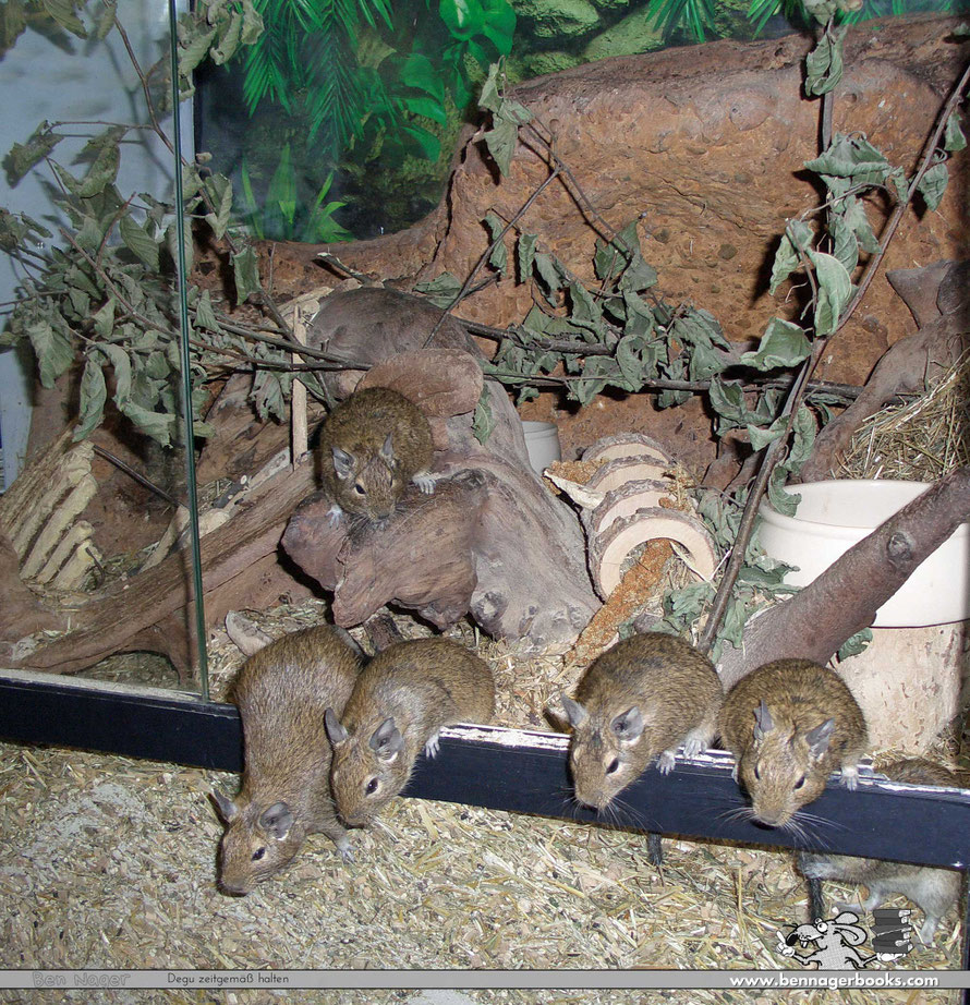 Degu züchten, Degu kaufen, Degu verkaufen, DeguHaltung&Pflege, Nagarium, DeguTerrarium, Nagerterrarium, Degu richtig halten, DeguRatgeber, gutes Degubuch, Bennagerbooks