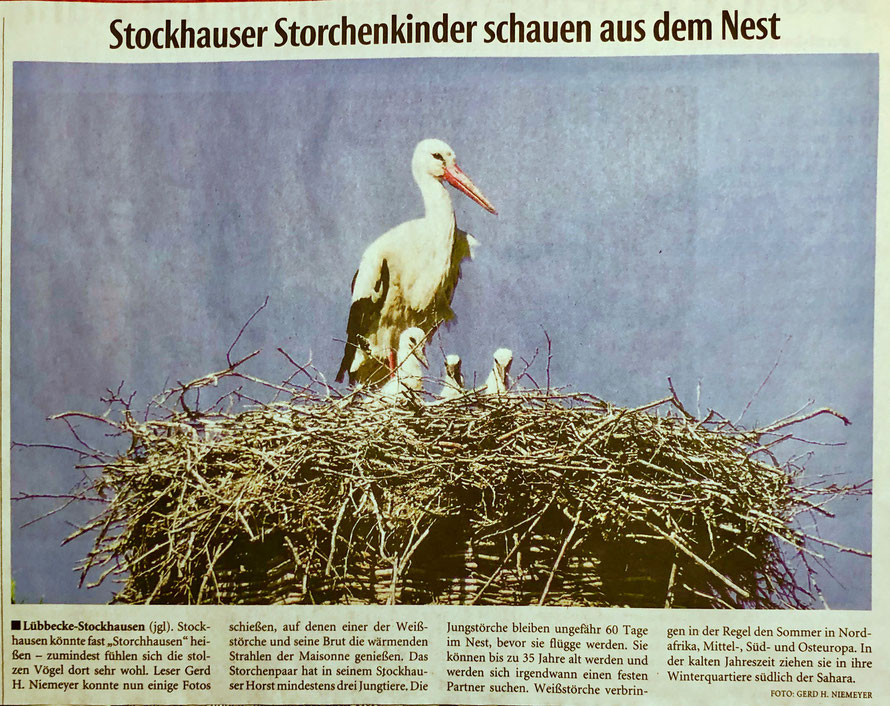 Weiterer aktueller Bericht über unseren Stockhauser Storchenhorst (Neue Westfälische, Lokalteil Lübbecke, 14.05.2019)