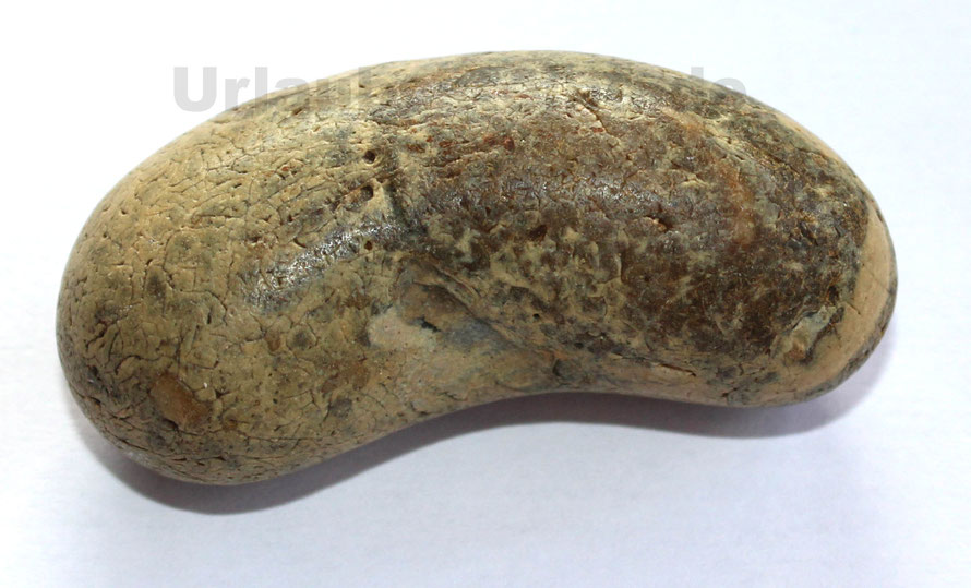 Kalkstein, gekümmt und glatt wie eine Bohne. Fundort: Dänemark, Nordseeküste.