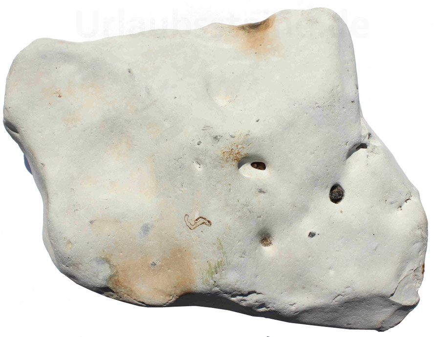 Knapp 8 kg schwerer Kalkstein aus der Nordsee bei Dänemark. In vielen dänischen Gärten werden diese natürlich weißen Steine als Beetbegrenzung oder Trittsteine verwendet.