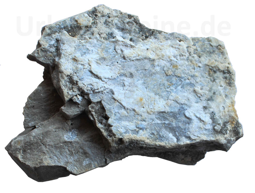 Kalkstein aus der Monsted Kalkgrube, Dänemark.